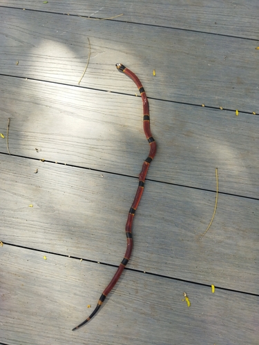 Variable Coralsnake