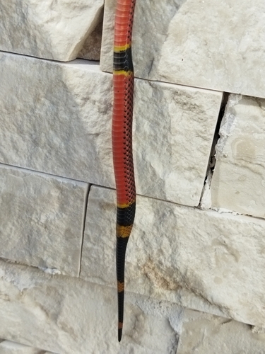 Variable Coralsnake
