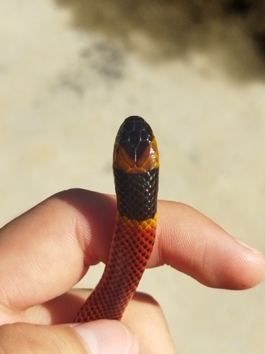 Variable Coralsnake