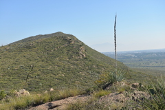 Dasylirion cedrosanum