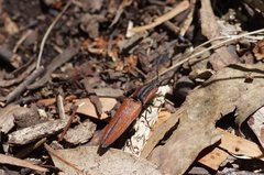 Elatichrosis trisulcatus