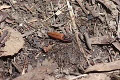 Elatichrosis trisulcatus