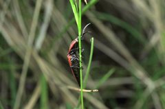 Elatichrosis trisulcatus