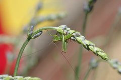 Conocephalomima barameda