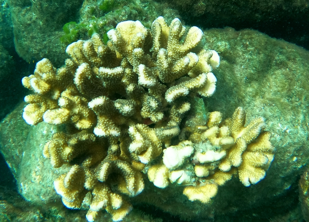 cauliflower coral