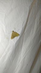 Zanclognatha lunalis