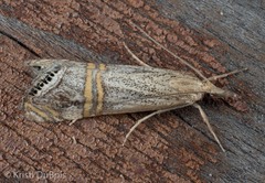 Euchromius californicalis