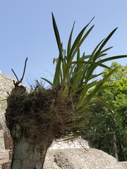 Oncidium sphacelatum