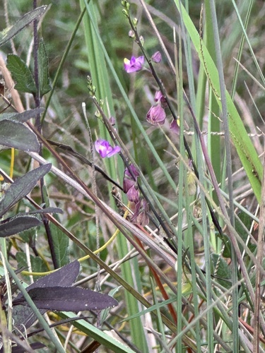 Showy milkwort (Asemeia grandiflora)