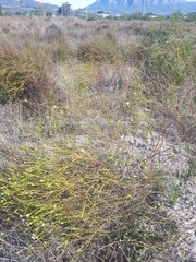 Lachnaea capitata