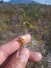 Lachnaea capitata