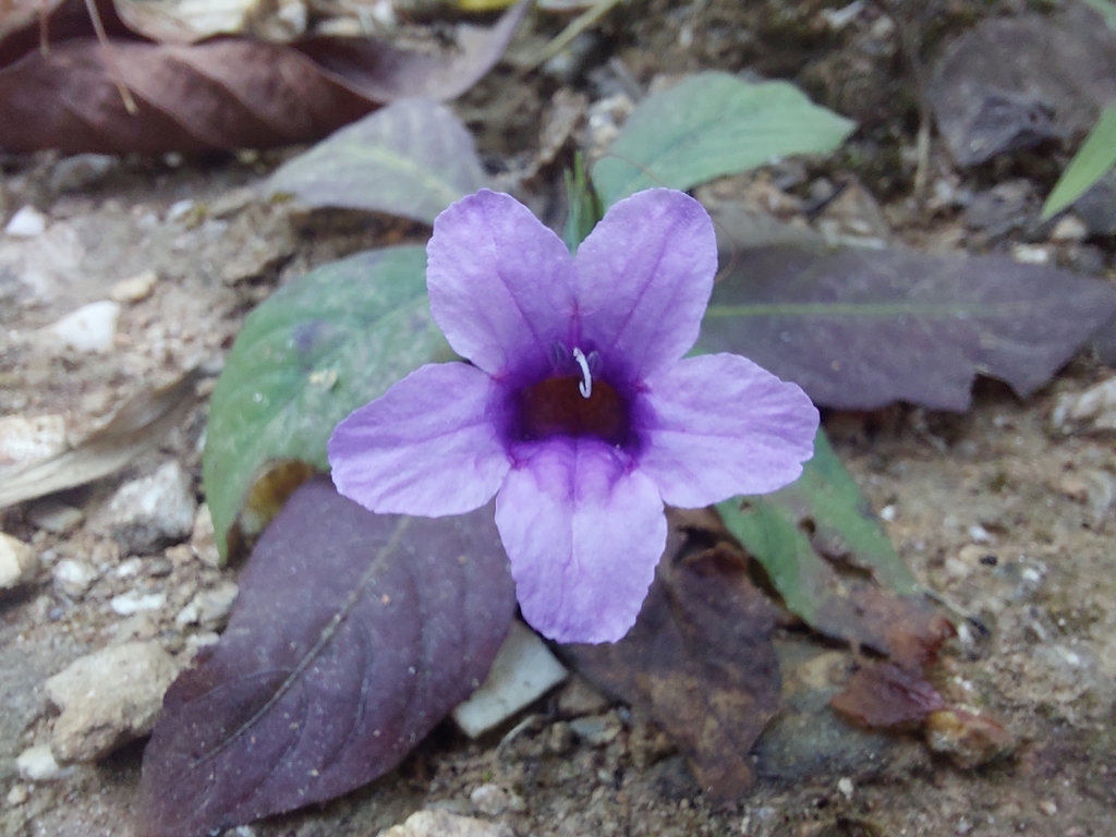 Echinacanthus