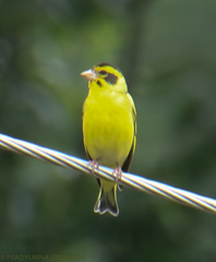 Chloris spinoides