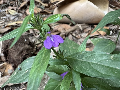 Runyon's water-willow (Justicia pacifica)