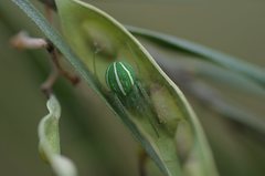 Araneus ginninderranus