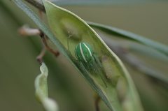 Araneus ginninderranus