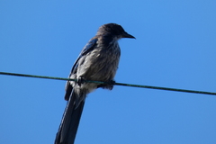 Aphelocoma californica