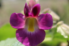 Proboscidea louisianica fragrans