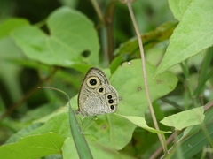 Ypthima huebneri