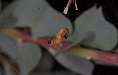 Arachnura