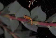 Arachnura