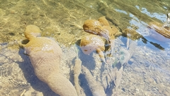 Pectinatella magnifica