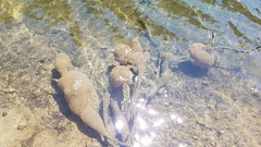 Pectinatella magnifica