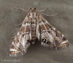 Petrophila confusalis