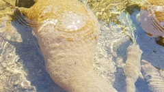 Pectinatella magnifica