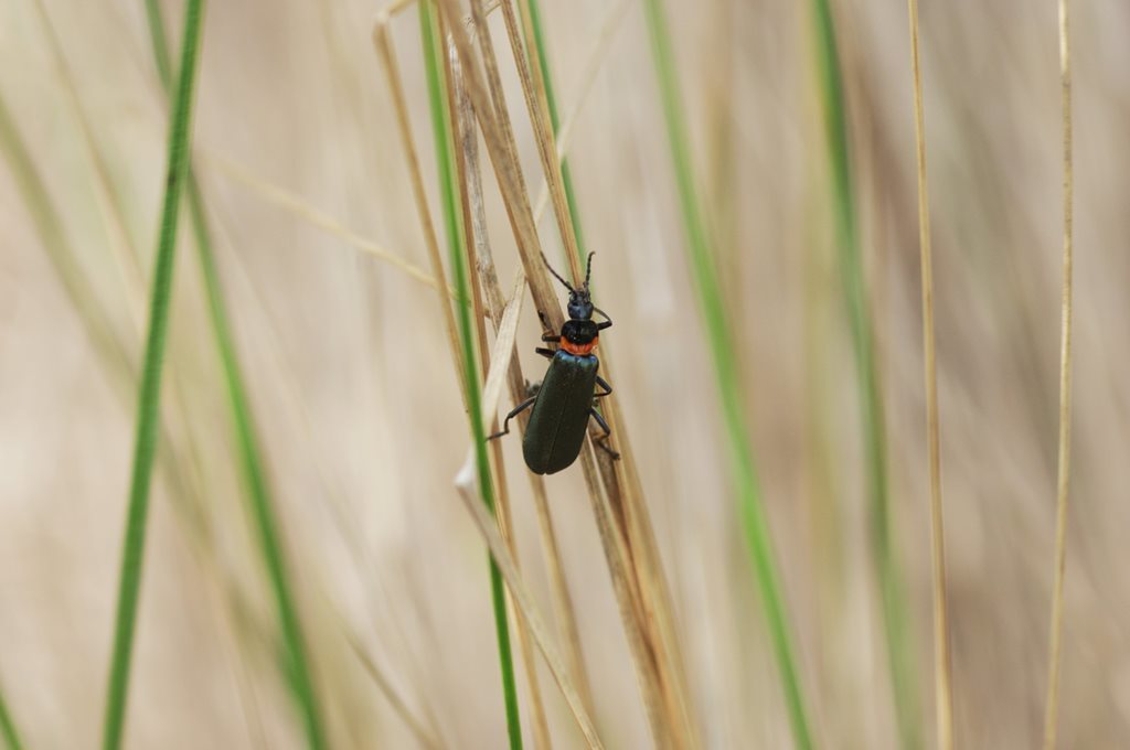 Plague Soldier Beetle from 7 Logan St, Mansfield VIC 3722, Australia on