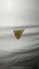 Zanclognatha lunalis