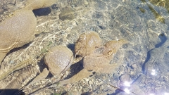 Pectinatella magnifica