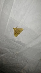 Zanclognatha lunalis