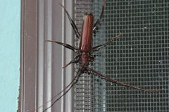 Xystrocera virescens