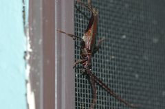 Xystrocera virescens