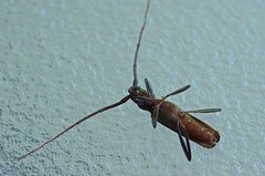 Xystrocera virescens