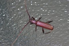 Xystrocera virescens