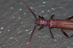 Xystrocera virescens