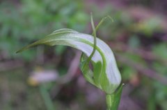 Pterostylis falcata