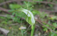 Pterostylis falcata