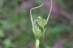 Pterostylis falcata