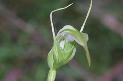 Pterostylis falcata