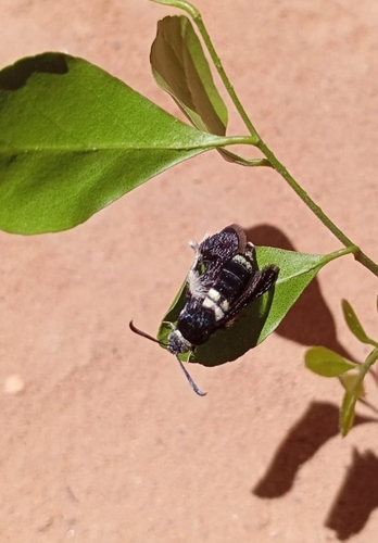 Melittia chimana
