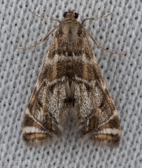 Petrophila confusalis