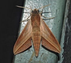 Theretra alecto