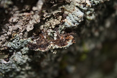 Menegazzia