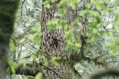 Dendrocopos himalayensis