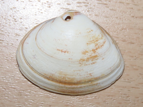 Solid Surfclam, Wassenaar, Nederland, photo 5 of 10