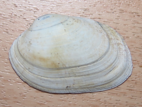 Pullet Carpet Shell, Wassenaar, Nederland, photo 7 of 10