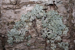 Menegazzia